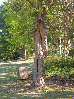 [One tree which appears to be comprised of two trunks twirled together as they grow upward.]